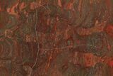 Polished Stromatolite (Inzeria) Section - Million Years #129180-1